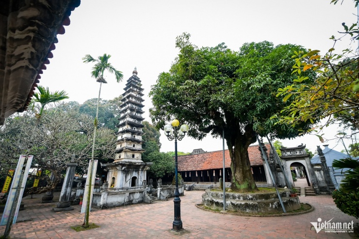 ‘Báu vật’ hơn 300 năm tuổi ở Ninh Bình bị rỗng ruột vẫn tốt tươi - 2