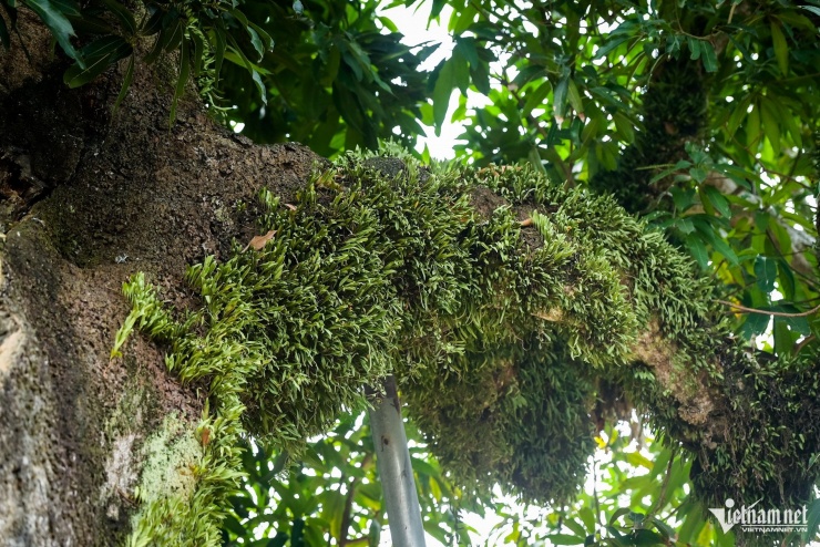 ‘Báu vật’ hơn 300 năm tuổi ở Ninh Bình bị rỗng ruột vẫn tốt tươi - 3