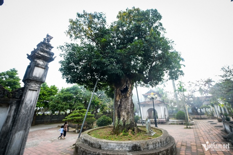 ‘Báu vật’ hơn 300 năm tuổi ở Ninh Bình bị rỗng ruột vẫn tốt tươi - 7