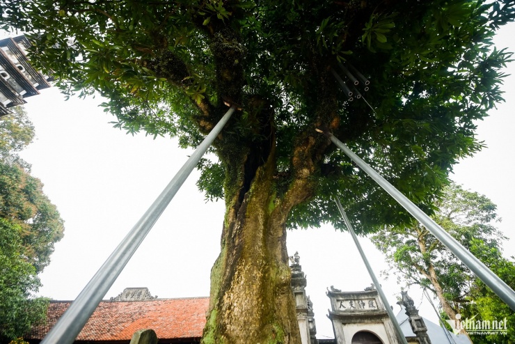 ‘Báu vật’ hơn 300 năm tuổi ở Ninh Bình bị rỗng ruột vẫn tốt tươi - 6