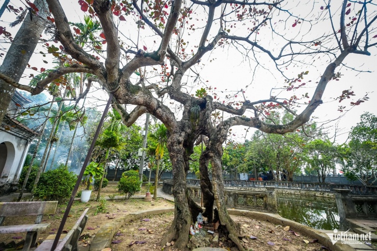 ‘Báu vật’ hơn 300 năm tuổi ở Ninh Bình bị rỗng ruột vẫn tốt tươi - 8