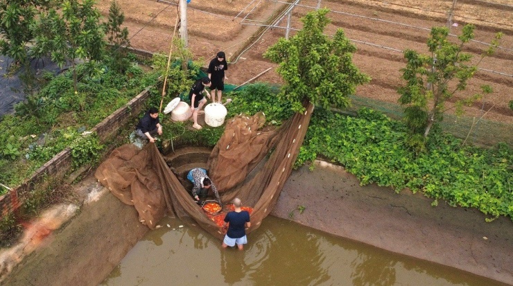 Bên trong 'thủ phủ' cá chép đỏ miền Bắc trước ngày ông Công, ông Táo - 2
