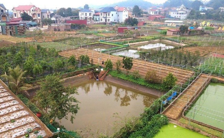 Bên trong 'thủ phủ' cá chép đỏ miền Bắc trước ngày ông Công, ông Táo - 1