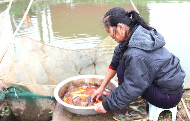 Gia đình ông Hà Công Vụ cũng như nhiều hộ dân trong khu có từ 1–2 ao nuôi cá. Năm nay, dù thả khoảng 2 tạ cá giống, nhưng thu nhập giảm đáng kể so với năm trước. Trong ảnh, người dân đang phân loại cá để bán cho thương lái, giá mở hàng khoảng 90.000 đồng/kg.