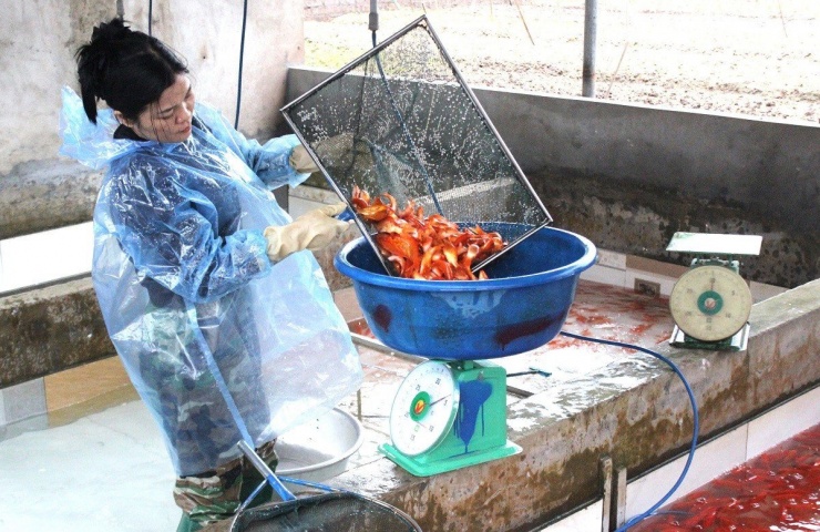 Cá đạt tiêu chuẩn được thả vào các bể nhựa có sục oxy liên tục nhằm đảm bảo sức khỏe trong quá trình vận chuyển đi xa.