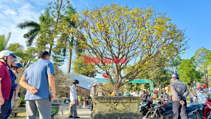 Cây mai thu hút đông đảo người chiêm ngưỡng