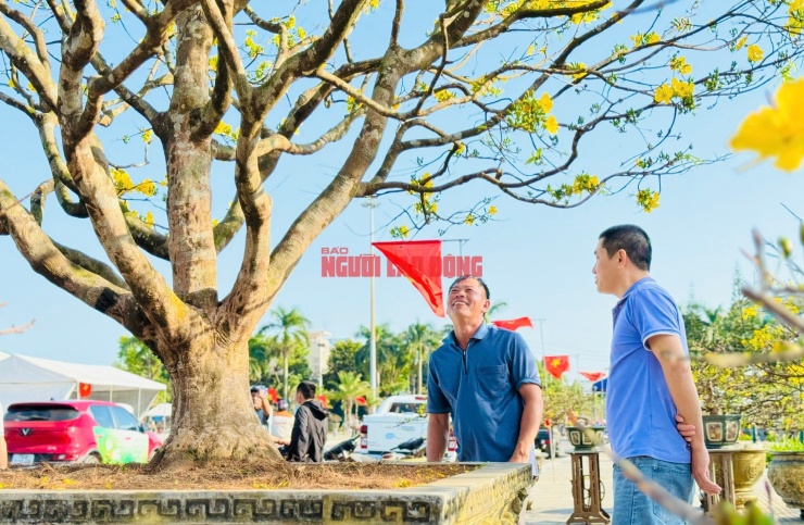 Theo chủ nhân cây mai, có người đã trả giá hơn 1 tỉ nhưng ông vẫn chưa muốn bán