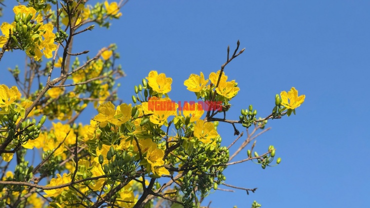 Hoa mai dày, có hương thơm