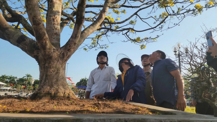 Ngắm cây mai được trả giá hơn 1 tỉ đồng, chủ nhân chưa muốn bán - 6