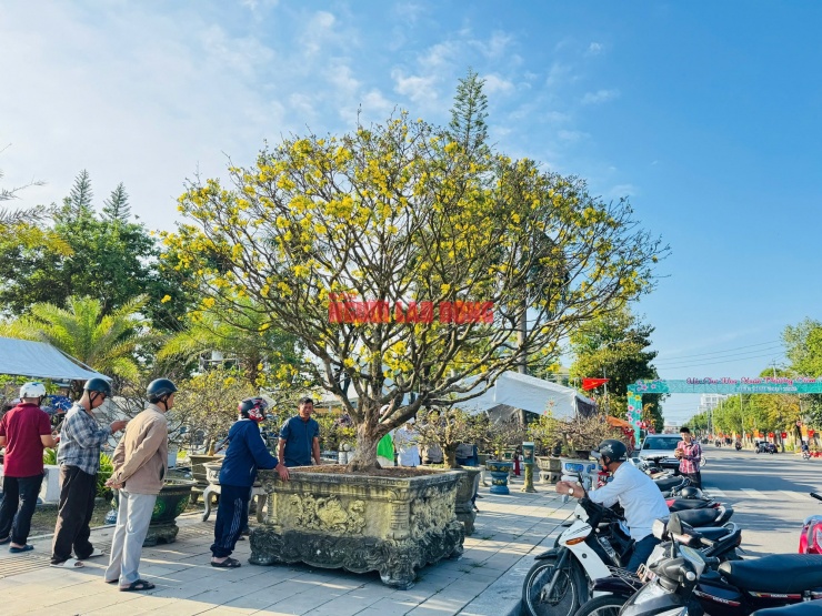 Cây mai thu hút đông đảo người xem