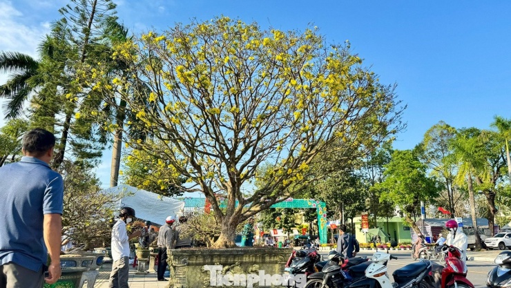 Mai vàng 'ngũ phúc' tiền tỷ ở Quảng Ngãi: Đế tứ diện, dáng thế không tì vết - 2