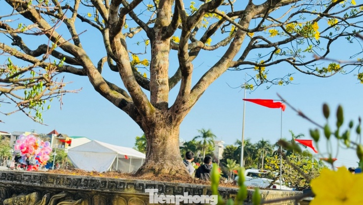 Mai vàng 'ngũ phúc' tiền tỷ ở Quảng Ngãi: Đế tứ diện, dáng thế không tì vết - 4