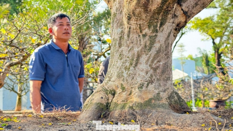 Theo ghi nhận, cây mai có hoành thân khoảng 90cm, hoành gốc lên tới 138cm, với bộ đế trải đều tứ diện. Điều khiến giới chơi mai đặc biệt ấn tượng là toàn bộ thân, cành, ngọn của cây đều phát triển hoàn toàn tự nhiên, không có bất kỳ dấu vết cắt, uốn nắn hay can thiệp trong suốt quá trình sinh trưởng.