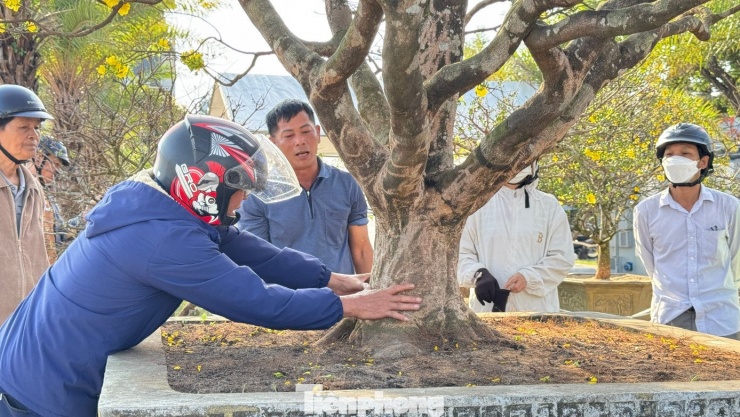 Mai vàng 'ngũ phúc' tiền tỷ ở Quảng Ngãi: Đế tứ diện, dáng thế không tì vết - 5