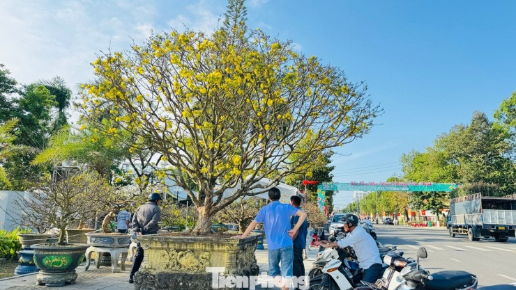 Không ít người đi ngang các gian hàng mai cảnh đã dừng xe, thong thả bước vào khu trưng bày để tận mắt chiêm ngưỡng cây mai vàng được đánh giá là “đắt nhất chợ” ở thời điểm hiện tại.