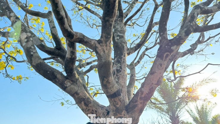 “Cây mai này đã được trồng hơn 60 năm. Điều quý nhất là từ gốc lên tới các “tay cành” chỉ khoảng 20cm, nhưng năm cành chính tỏa ra các hướng rất hài hòa, cân xứng. Tôi chơi mai Tết nhiều năm, sở hữu không ít cây đẹp, nhưng trong số đó chưa có cây nào đạt độ hoàn mỹ như cây mai này”, anh Hùng chia sẻ.