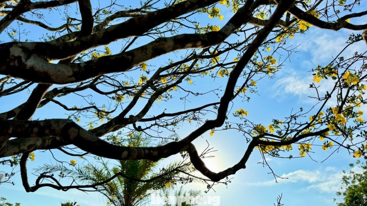 Mai vàng 'ngũ phúc' tiền tỷ ở Quảng Ngãi: Đế tứ diện, dáng thế không tì vết - 11