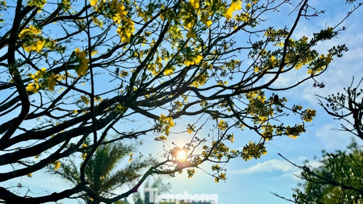 Mai vàng 'ngũ phúc' tiền tỷ ở Quảng Ngãi: Đế tứ diện, dáng thế không tì vết - 12