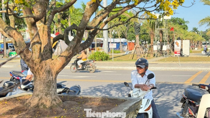 Mai vàng 'ngũ phúc' tiền tỷ ở Quảng Ngãi: Đế tứ diện, dáng thế không tì vết - 8