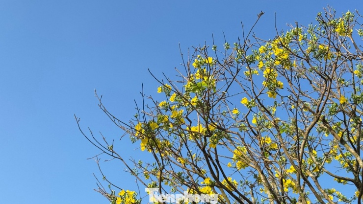 Theo anh Hùng, để có được cây mai này, anh đã theo đuổi trong nhiều năm và phải chờ “đúng duyên” mới được chủ cũ nhượng lại. Đây cũng là lần đầu tiên anh quyết định mang cây mai ra trưng bày tại hội chợ hoa xuân, chủ yếu để phục vụ người dân thưởng lãm không khí Tết, hơn là đặt nặng chuyện mua bán.