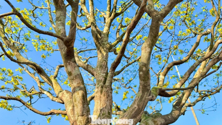 Mai vàng 'ngũ phúc' tiền tỷ ở Quảng Ngãi: Đế tứ diện, dáng thế không tì vết - 9