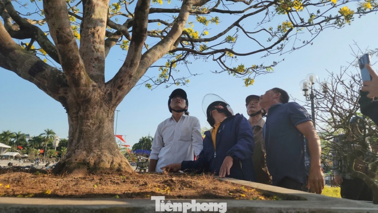 Mai vàng 'ngũ phúc' tiền tỷ ở Quảng Ngãi: Đế tứ diện, dáng thế không tì vết - 15