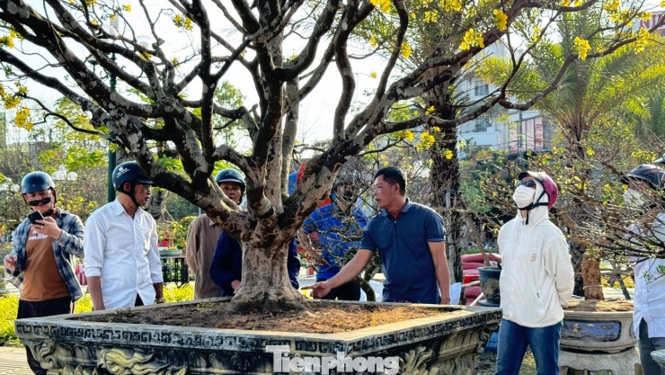 Mai vàng 'ngũ phúc' tiền tỷ ở Quảng Ngãi: Đế tứ diện, dáng thế không tì vết - 14