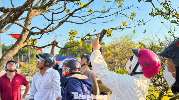 Sự xuất hiện của cây mai "khủng" thu hút sự quan tâm của đông đảo người dân. Nhiều người dừng lại rất lâu, vừa ngắm dáng mai, vừa trò chuyện với chủ nhân để tìm hiểu về nguồn gốc, tuổi đời cũng như những giá trị đặc biệt của cây.