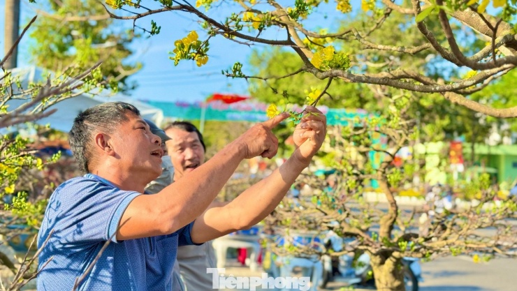 Mai vàng 'ngũ phúc' tiền tỷ ở Quảng Ngãi: Đế tứ diện, dáng thế không tì vết - 17