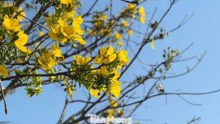 Mai vàng 'ngũ phúc' tiền tỷ ở Quảng Ngãi: Đế tứ diện, dáng thế không tì vết - 21