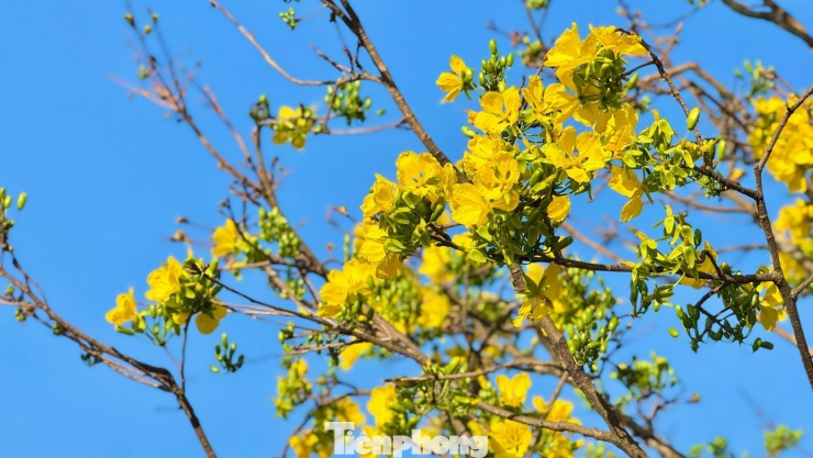 Mai vàng 'ngũ phúc' tiền tỷ ở Quảng Ngãi: Đế tứ diện, dáng thế không tì vết - 22