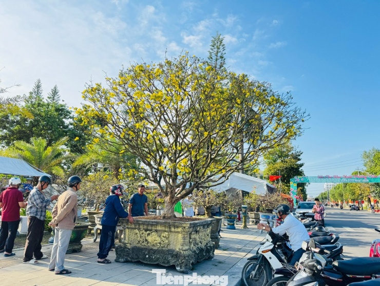 Theo chủ nhân, việc bán hay không còn phụ thuộc vào “hữu duyên”. Trước mắt, anh vẫn muốn đưa cây mai ra chợ hoa xuân để người dân cùng chiêm ngưỡng, cảm nhận không khí Tết đang đến rất gần. “Bán đi thì cũng tiếc. Thôi thì cứ để bà con ngắm mai chơi xuân, còn chuyện mua bán sau Tết tính tiếp”, anh Hùng chia sẻ.