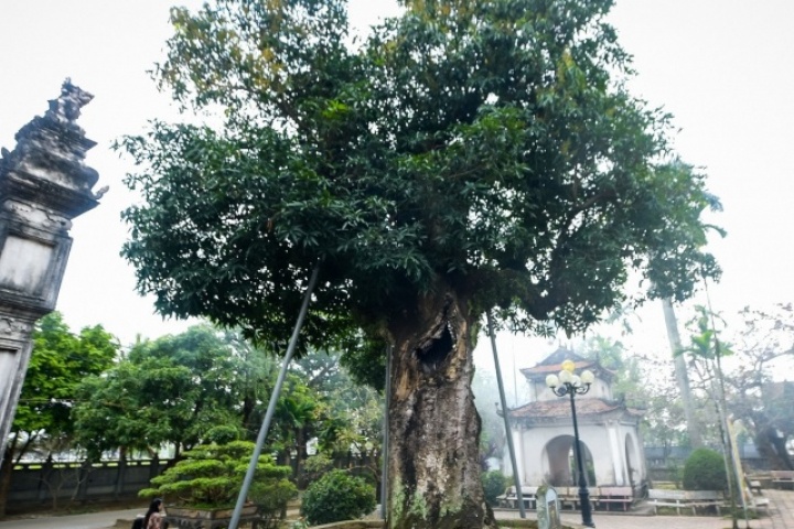 ‘Báu vật’ hơn 300 năm tuổi ở Ninh Bình bị rỗng ruột vẫn tốt tươi