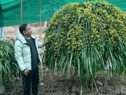 Lan trần mộng giá trăm triệu đồng một chậu 'cháy hàng'