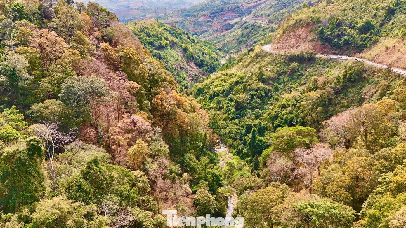 Lá non, lá già xen kẽ, chưa kịp rụng hết đã đổi màu, tạo nên những mảng màu chồng lớp, không cây nào giống cây nào. Sự chuyển sắc không đồng loạt khiến cả cánh rừng như đang “chuyển động”, mỗi góc nhìn lại mang một gam màu khác nhau, từ rực rỡ đến trầm lắng.