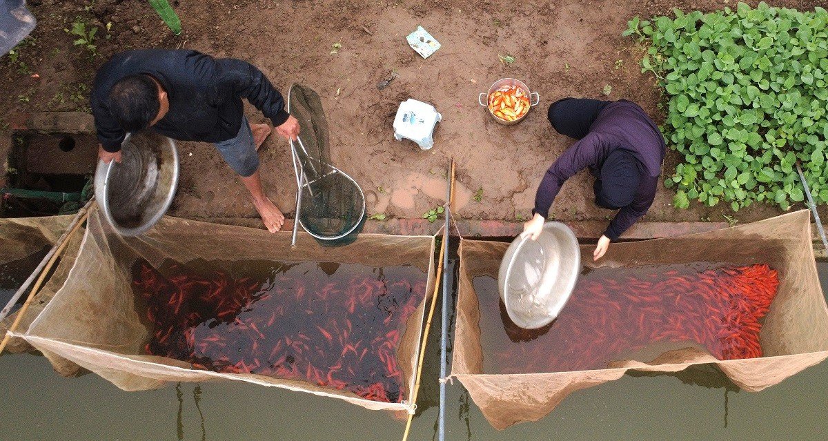 Bên trong 'thủ phủ' cá chép đỏ miền Bắc trước ngày ông Công, ông Táo - 3