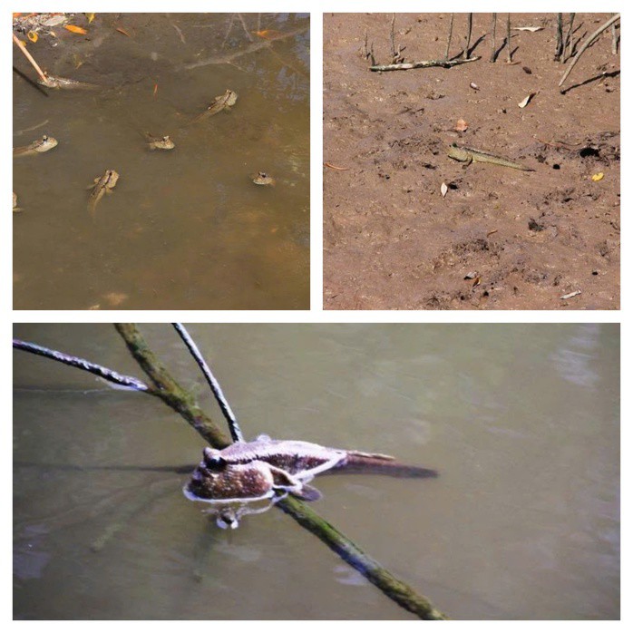 Ngoài di chuyển được dưới nước và trên cạn thì cá thòi lòi còn có khả năng leo cây