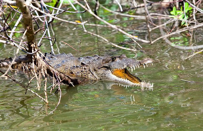 Nạn nhân bị cá sấu cắn khi nhảy xuống sông trốn voi. Ảnh: KKlukiov