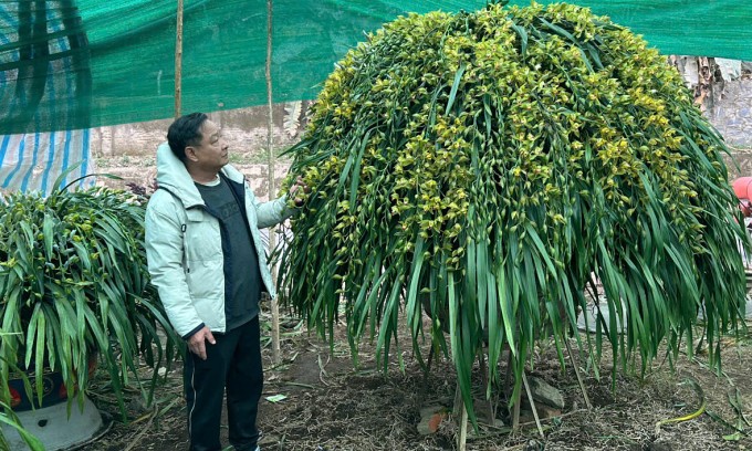 Chậu Lan Trần Mộng 300 cạnh tại vườn nhà ông Minh ở. Sa Pa. Ảnh: Minh Trần