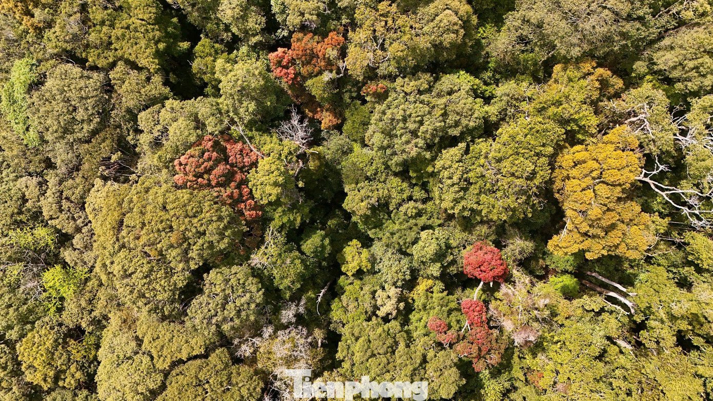 Lá non, lá già xen kẽ, chưa kịp rụng hết đã đổi màu, tạo nên những mảng màu chồng lớp, không cây nào giống cây nào. Sự chuyển sắc không đồng loạt khiến cả cánh rừng như đang “chuyển động”, mỗi góc nhìn lại mang một gam màu khác nhau, từ rực rỡ đến trầm lắng.