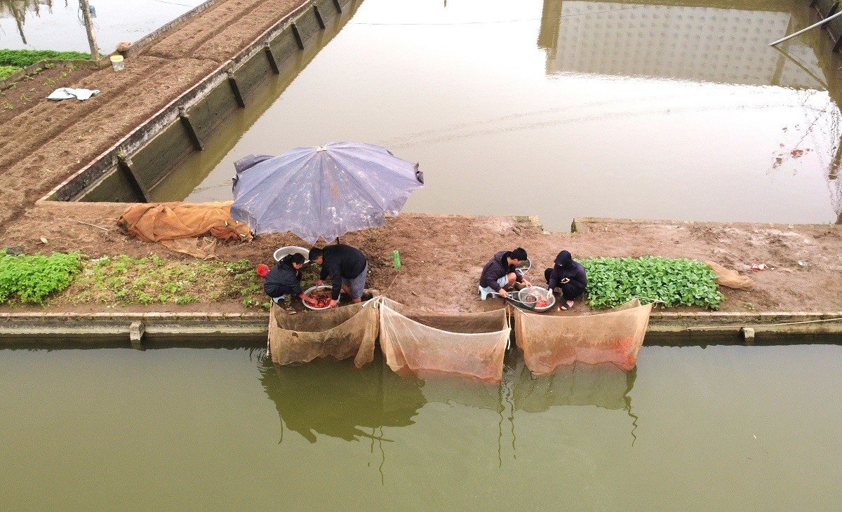 Bên trong 'thủ phủ' cá chép đỏ miền Bắc trước ngày ông Công, ông Táo - 4