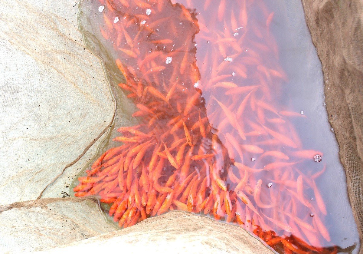 Cá chép sau khi được vớt lên từ ao nhanh chóng được phân loại ngay tại bờ, ưu tiên những con khỏe, màu đỏ tươi, bơi nhanh để bán cho thương lái.