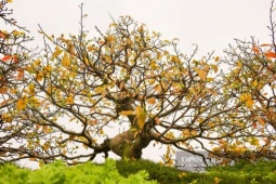 Siêu phẩm cây cảnh chưng Tết Bính Ngọ 2026: Chậu mai vàng “Vạn lộc nghinh xuân” giá 799 triệu đồng thu hút sự chú ý