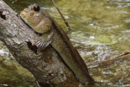 Cận Tết, khô cá "biết leo cây" có giá 600.000 đồng/kg