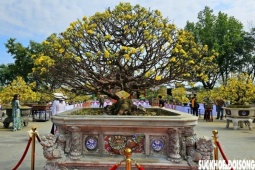 Chiêm ngưỡng dàn mai vàng cổ thụ quý hiếm 'hội tụ' ở Cố đô Huế