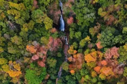 'Tuyệt đối điện ảnh' bằng lăng Măng Đen mùa thay lá