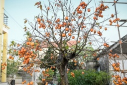 Cây hồng cổ 100 năm tuổi được trả giá 500 triệu đồng