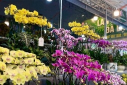 Lan hồ điệp tiền tỷ la liệt vỉa hè, cận Tết chủ hàng vẫn 'ngóng' khách mua