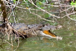 Nhảy xuống sông để trốn đàn voi, người đàn ông bị cá sấu cắn chết