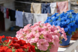 Loài hoa ven đường đang tạo ra thị trường nửa tỷ USD mỗi năm